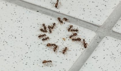 Ameisen krabbeln über Fliesen