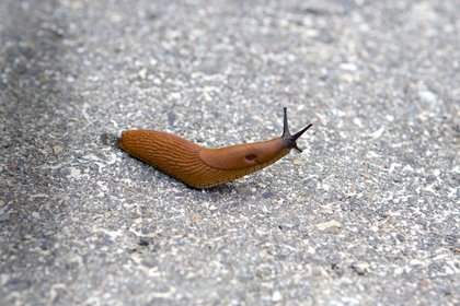 Nacktschnecke kriechende Nacktschnecke