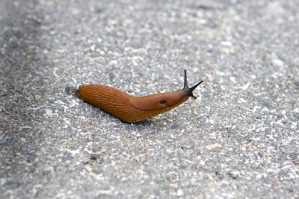 kriechende Nacktschnecke