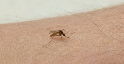 Stechmücke sitzt auf einem Arm